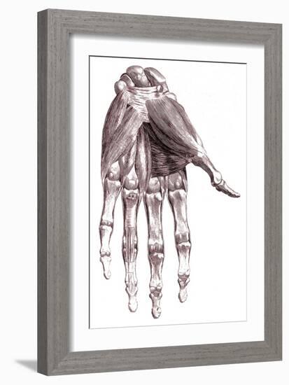 Muscles, Hand, Albinus Illustration, 1734-Science Source-Framed Giclee Print