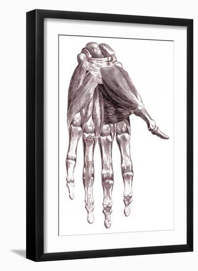 Muscles, Hand, Albinus Illustration, 1734-Science Source-Framed Giclee Print