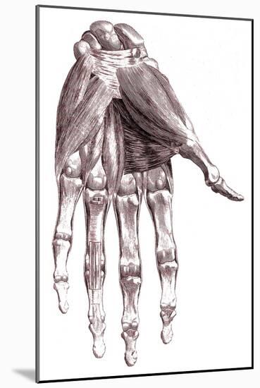 Muscles, Hand, Albinus Illustration, 1734-Science Source-Mounted Giclee Print