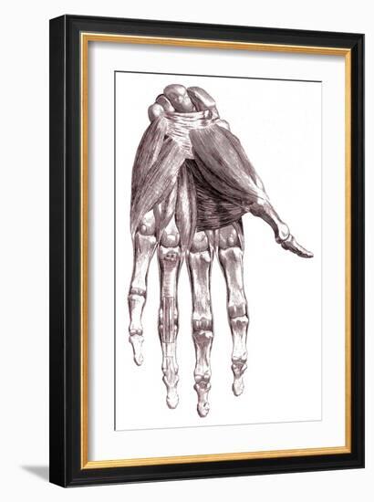 Muscles, Hand, Albinus Illustration, 1734-Science Source-Framed Giclee Print