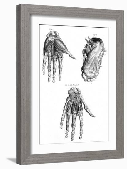 Muscles of Hand and Foot-null-Framed Premium Giclee Print