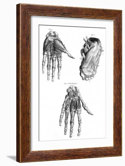 Muscles of Hand and Foot-null-Framed Premium Giclee Print