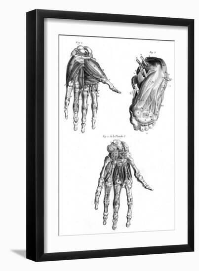 Muscles of Hand and Foot-null-Framed Premium Giclee Print