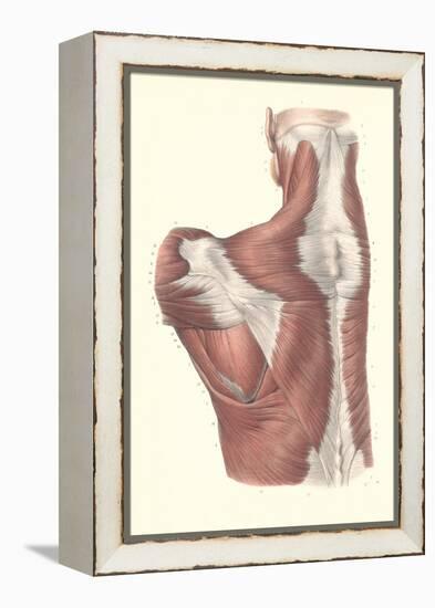 Muscles of the Back-null-Framed Stretched Canvas