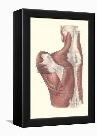 Muscles of the Back-null-Framed Stretched Canvas