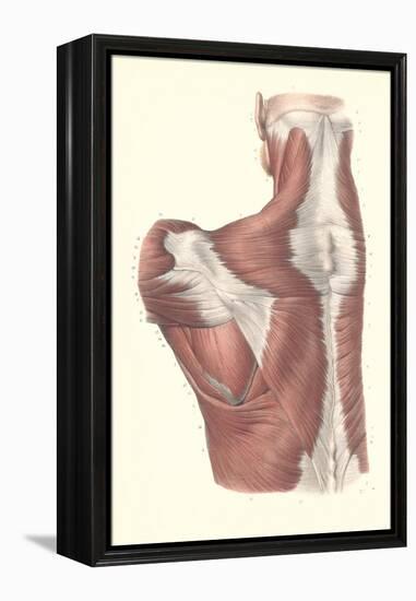 Muscles of the Back-null-Framed Stretched Canvas