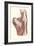 Muscles of the Back-null-Framed Art Print