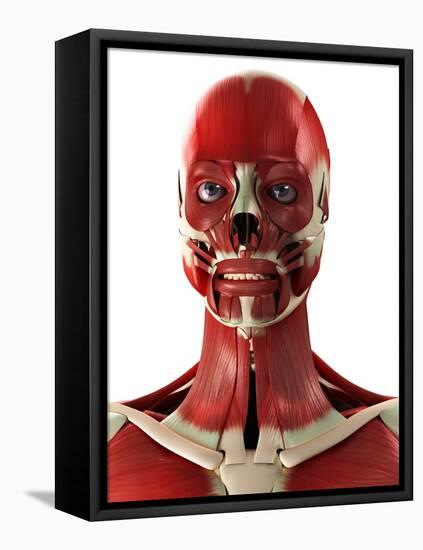 Muscles of the Head And Neck, Artwork-SCIEPRO-Framed Premier Image Canvas