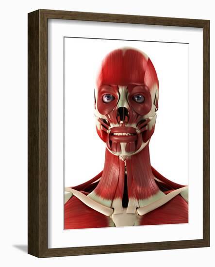 Muscles of the Head And Neck, Artwork-SCIEPRO-Framed Photographic Print