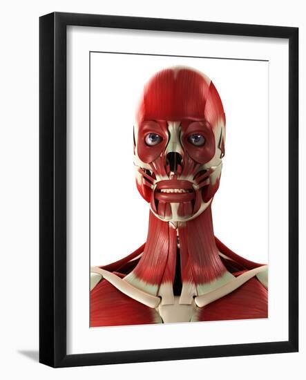 Muscles of the Head And Neck, Artwork-SCIEPRO-Framed Photographic Print