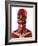 Muscles of the Head And Neck, Artwork-SCIEPRO-Framed Photographic Print