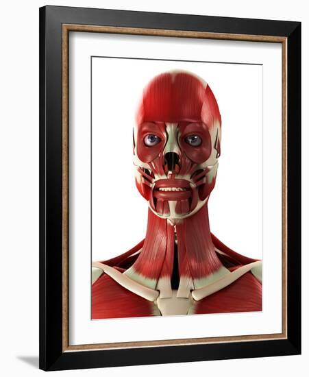 Muscles of the Head And Neck, Artwork-SCIEPRO-Framed Photographic Print