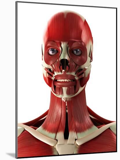 Muscles of the Head And Neck, Artwork-SCIEPRO-Mounted Photographic Print