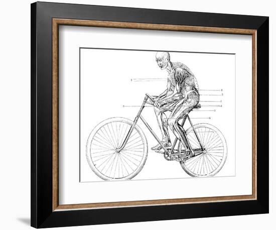 Muscles Used In Cycling, 19th Century-Science Photo Library-Framed Photographic Print