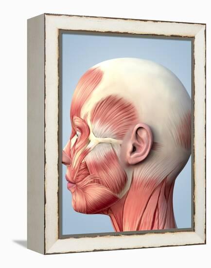 Muscular System of the Head-Roger Harris-Framed Premier Image Canvas