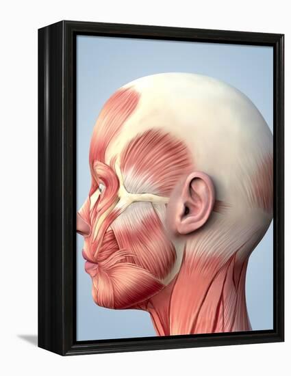 Muscular System of the Head-Roger Harris-Framed Premier Image Canvas