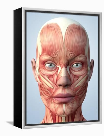 Muscular System of the Head-Roger Harris-Framed Premier Image Canvas