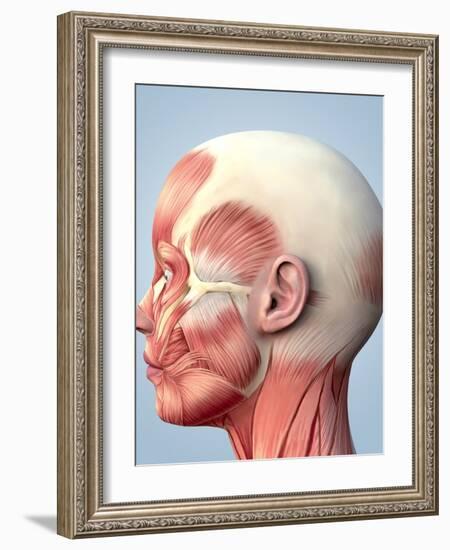 Muscular System of the Head-Roger Harris-Framed Photographic Print