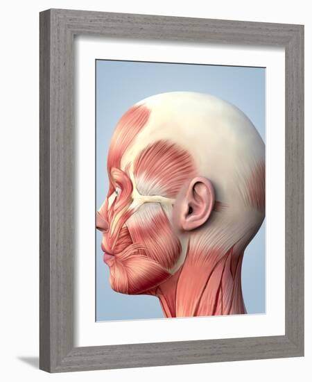 Muscular System of the Head-Roger Harris-Framed Photographic Print