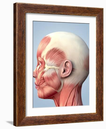 Muscular System of the Head-Roger Harris-Framed Photographic Print