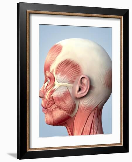 Muscular System of the Head-Roger Harris-Framed Photographic Print