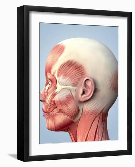 Muscular System of the Head-Roger Harris-Framed Photographic Print