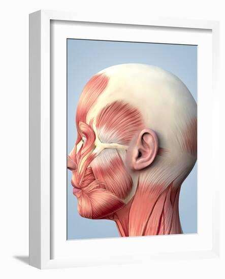 Muscular System of the Head-Roger Harris-Framed Photographic Print