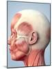 Muscular System of the Head-Roger Harris-Mounted Photographic Print