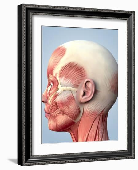 Muscular System of the Head-Roger Harris-Framed Photographic Print