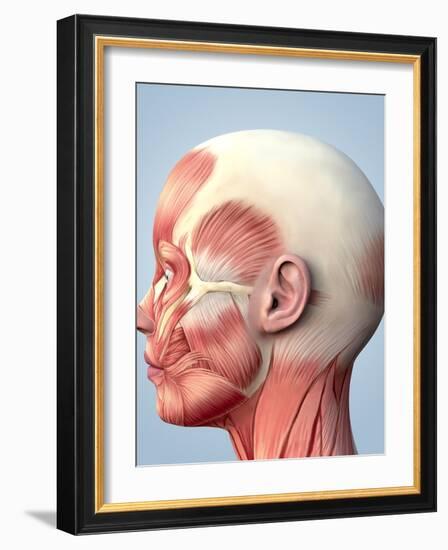 Muscular System of the Head-Roger Harris-Framed Photographic Print