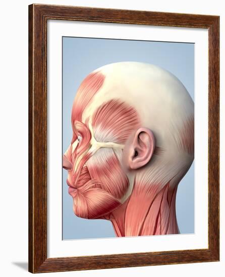 Muscular System of the Head-Roger Harris-Framed Photographic Print