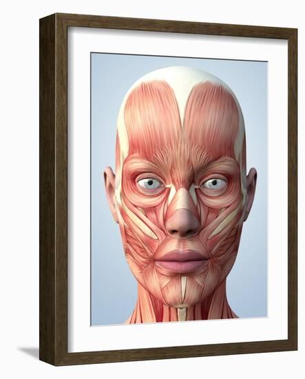 Muscular System of the Head-Roger Harris-Framed Photographic Print