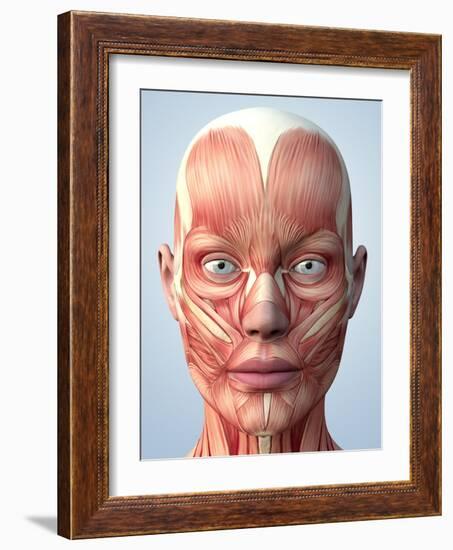 Muscular System of the Head-Roger Harris-Framed Photographic Print