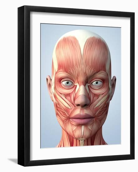 Muscular System of the Head-Roger Harris-Framed Photographic Print