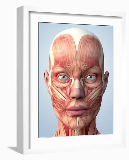 Muscular System of the Head-Roger Harris-Framed Photographic Print