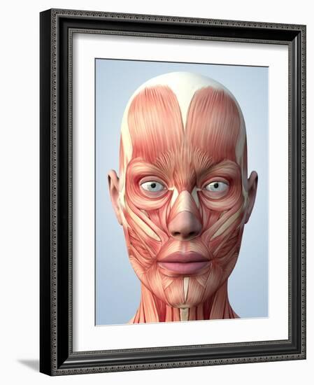 Muscular System of the Head-Roger Harris-Framed Photographic Print