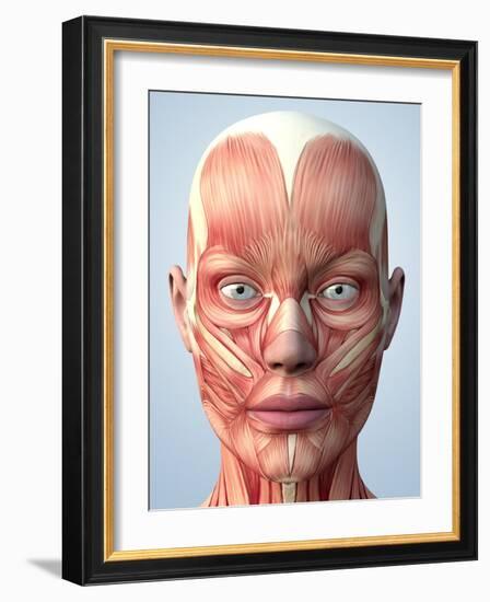 Muscular System of the Head-Roger Harris-Framed Photographic Print