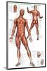 Muscular System-null-Mounted Premium Giclee Print