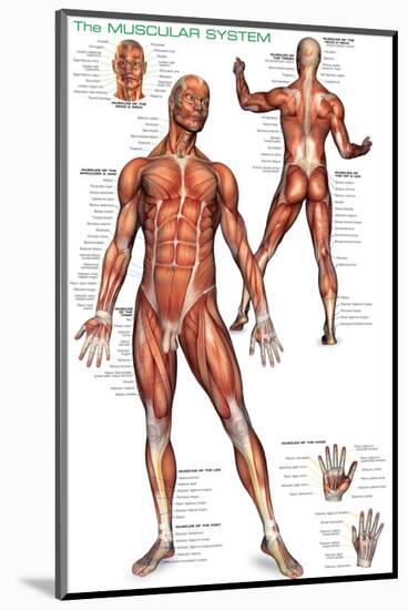 Muscular System-null-Mounted Premium Giclee Print