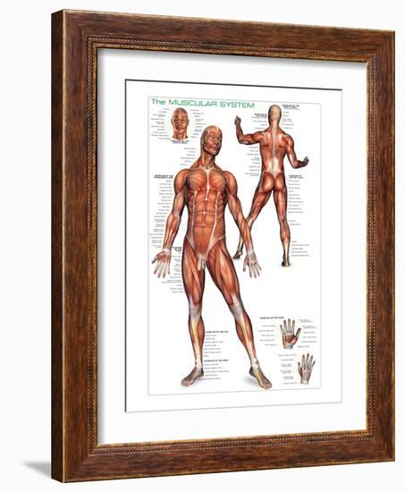 Muscular System-null-Framed Art Print