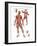 Muscular System-null-Framed Art Print