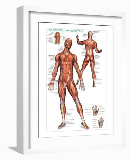 Muscular System-null-Framed Art Print