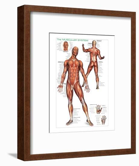 Muscular System-null-Framed Art Print