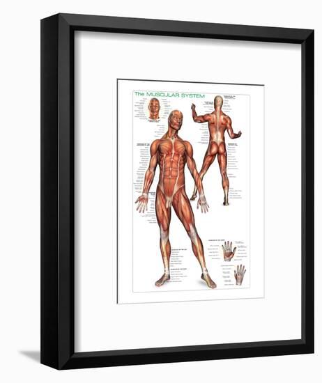 Muscular System-null-Framed Art Print