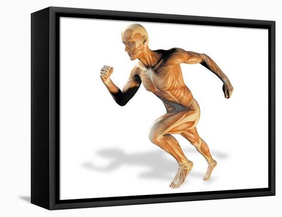 Muscular System-Victor Habbick-Framed Premier Image Canvas
