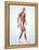 Muscular System-Roger Harris-Framed Premier Image Canvas