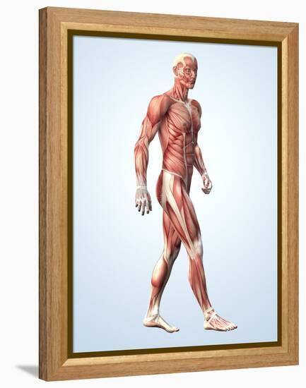 Muscular System-Roger Harris-Framed Premier Image Canvas