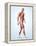 Muscular System-Roger Harris-Framed Premier Image Canvas