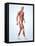 Muscular System-Roger Harris-Framed Premier Image Canvas