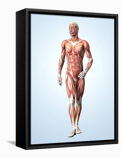 Muscular System-Roger Harris-Framed Premier Image Canvas